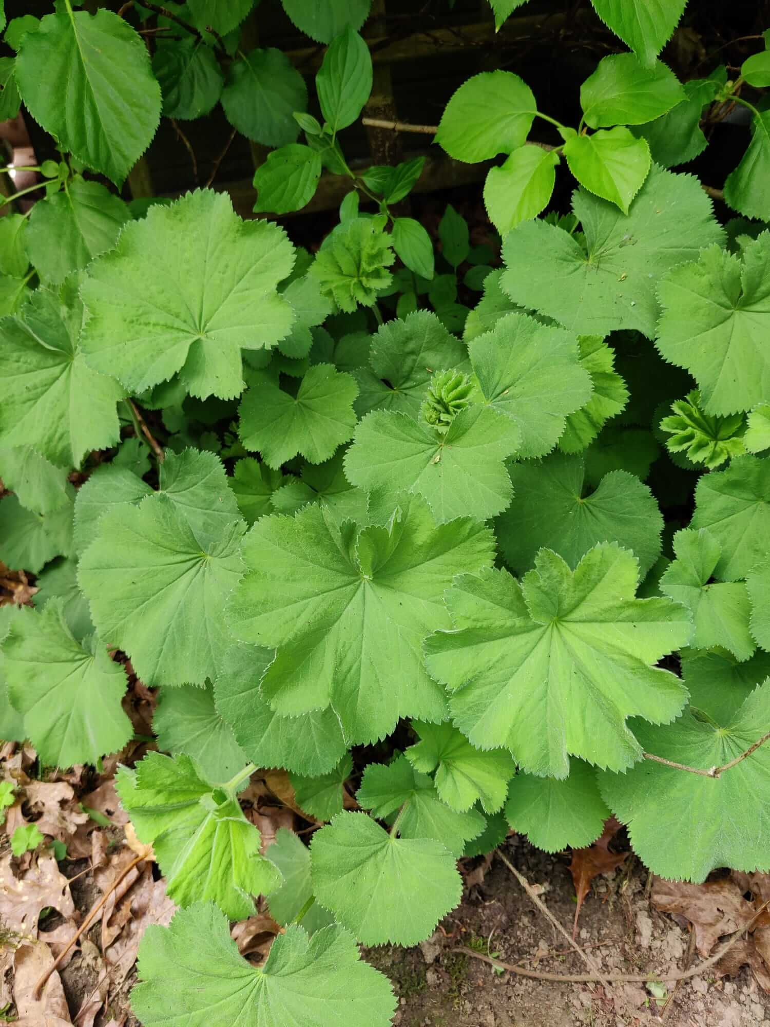 Frauenheilkunde Pflanzen in der Frauenheilkunde